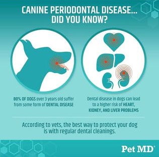 pet-md canine periodontal disease